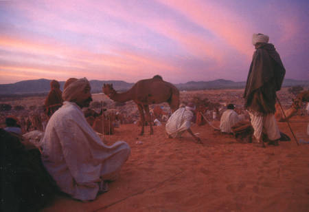 Les châmeliers du désert à Pushkar